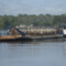 Travessia de gado sobre  balsa do Rio Juruena.