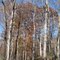 Northward view of oaks along lower Gratis Rd