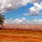 O ouro branco do cerrado: "Cotton' Sea"