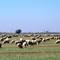 Fields of sheep
