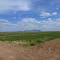 In Florence Fields Alfalfa Grows, 2013