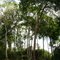 Floresta Amazonica