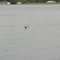 Urubu pescando no lago de Coarí, Amazonas