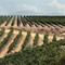 Vineyards in Temecula, California in September
