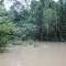 floresta inundada