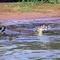 Jacare do Pantanal