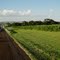 Descida do Rio da Onça na Rodovia Antônio Machado Sant´ana SP-255 Km-28. À direita a cidade de Cravinhos