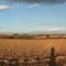 Panorâmica 360º num canavial