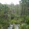 Floresta Amazônica ( Caminho Para Presidente Figueiredo BR - 174)