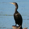 biguá