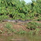 Jacaré no Rio Miranda