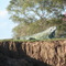 Iguana - Rio Miranda