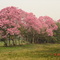 Ipês floridos - pantanal (passo do Lontra)