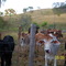 BEZERROS -FAZENDA DA SERRA MORRINHOS-GOIÁS