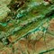 Blue green veinlets of the nickel silicate garnierite in pyroxenite (below) and saprolite (above)