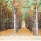 Rows a Pine