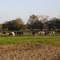 North Florida Holsteins cows