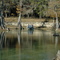 Rock Bluff Springs