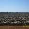 Confinamento I - Fazenda Rancho Alegre