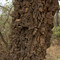 Anadenanthera falcata (Leguminosae, Mimosoideae), Santa Rita do Passa Quatro, SP, Brasil
