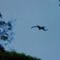 Salto panorâmico
