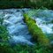 Olallie River, verdant forest