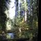 McKenzie River Trail 2