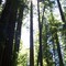 McKenzie River Trees