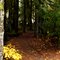Mckenzie River National Recreation Trail Oregon DSC_4142