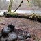 log and some stones