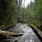 Lookout Creek