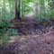 Rural Northwest Georgia Woods