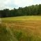 Field in Rural Eton