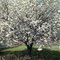 1990 Vandalia apple tree in bloom