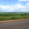 Lavoura de Cana a perder de vista as margens da Rod. GO 080 - Barro Alto - Goianesia-GO