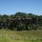 Vereda