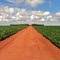 Fazenda Planta/Sementes Nova Fronteira