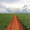 Soybeans Road