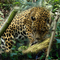 The amazon spotted jaguar