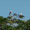 Amazonas, Rio Negro