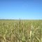 Plantação de Sorgo Em Pedro Afonso Tocantins
