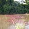 Amazônia
