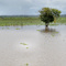 179.増水期の氾濫原牧場　Floodplain pastures on the rising water period
