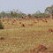 124.カンポセラードのシロアリ塚　Termite mounds in Campos Cerrados