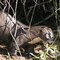 Otter, loutre géante, Pantanal
