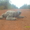 A sloth crossing the road - Bicho Preguiça 2   #sc