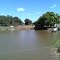 animais bebendo agua