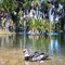 Pato em Posse