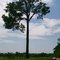 Linda "castanheira gigante" na estrada que liga Alta Floresta ao Rio Juruena, próximo a Nova Monte Verde, (olha o tamaninho do carro), no Mato Grosso - Brasil. (Pescaria de Pedro).