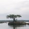 Árvore no Rio Juruena, Mato Grosso.  (Pescaria de Pedro).